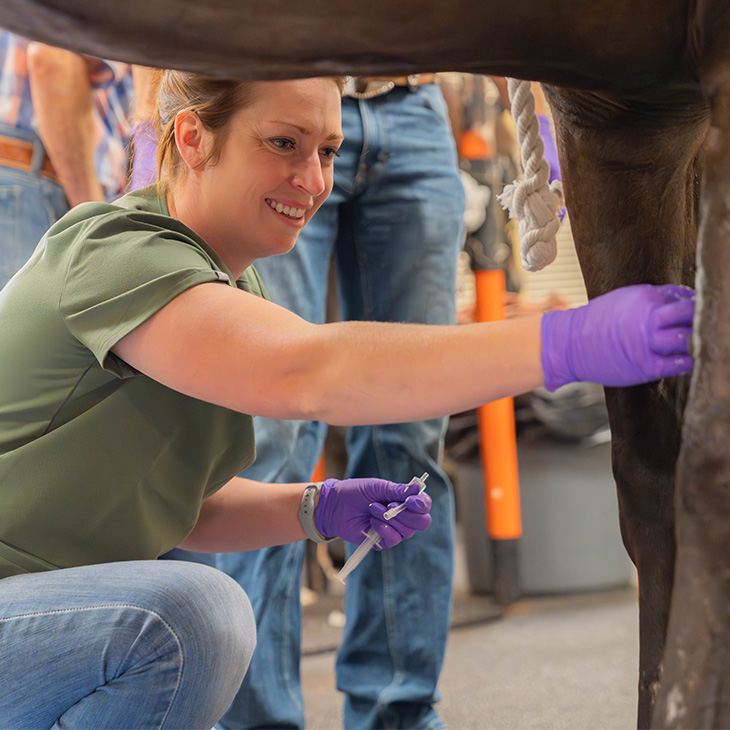 Woman examines horses leg