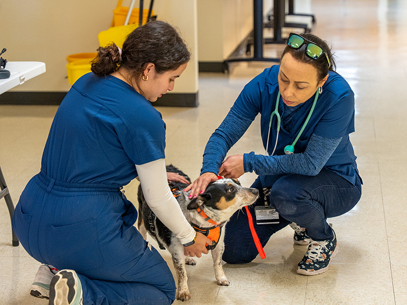 Two women in scrubs pet a dog getting a vaccination