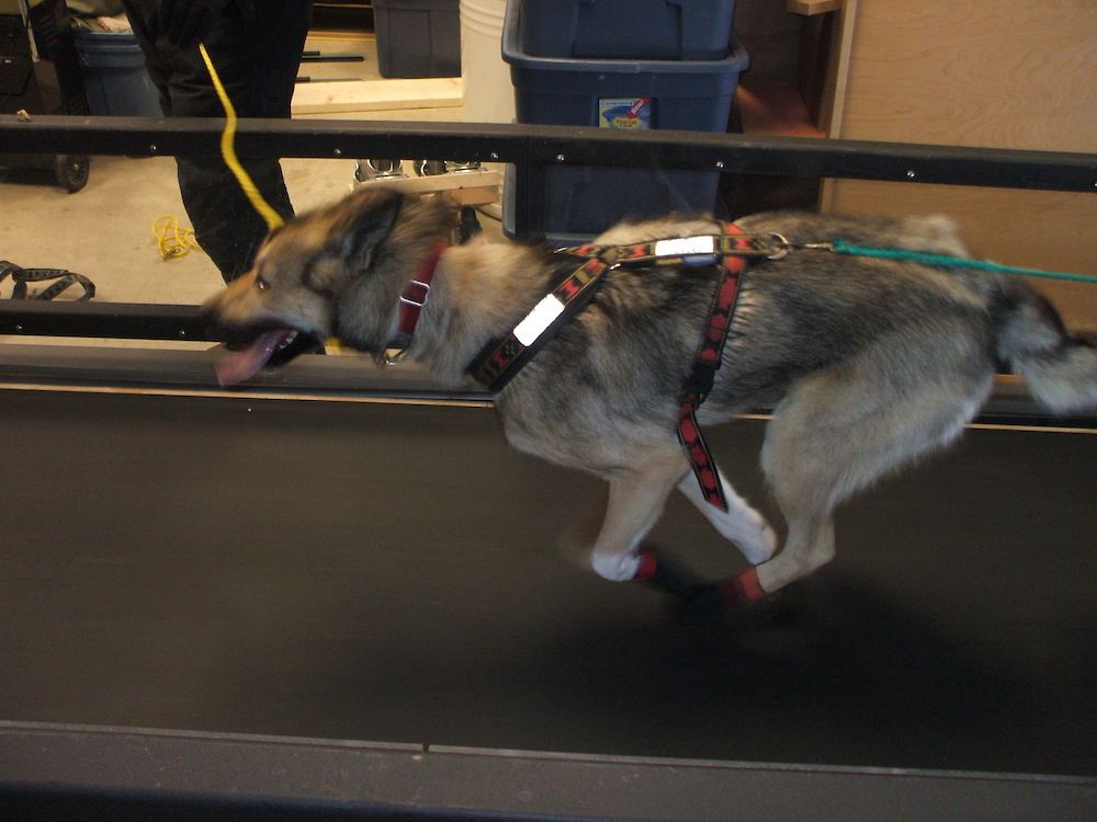 Dog running on treadmill