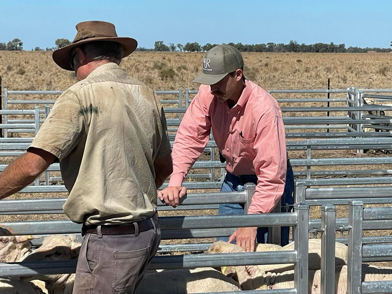 catron works with sheep during externship