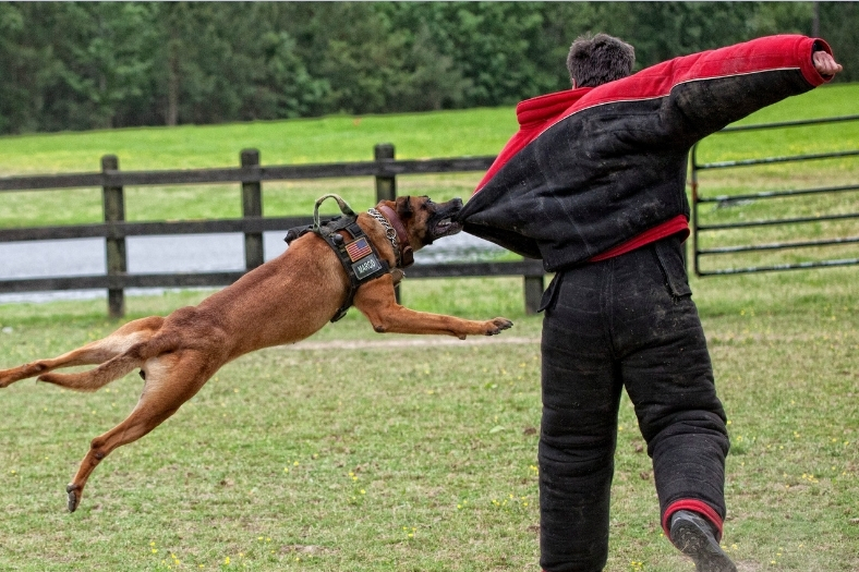 dog attack