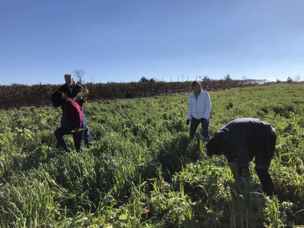 lab members pick radishes 