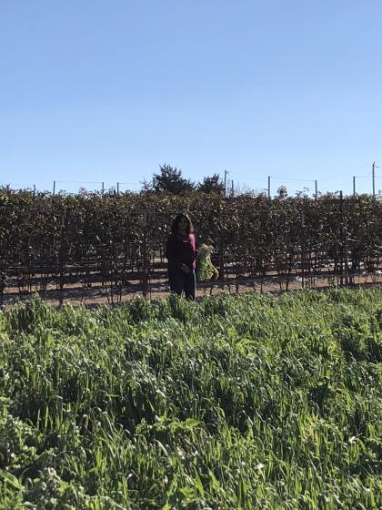 Roshini picking radishes