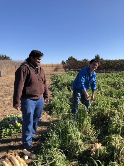 Sam and Dao picking radishes