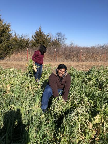 Sam pulling up a radish